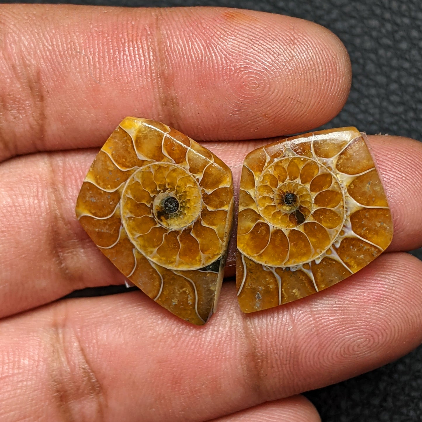 Ammonite Pair