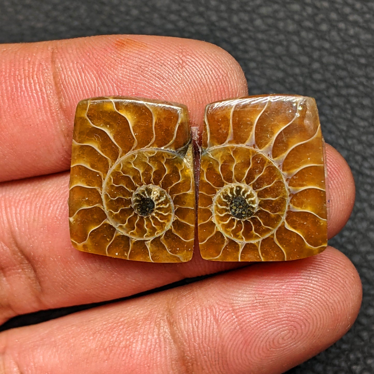 Ammonite Pair