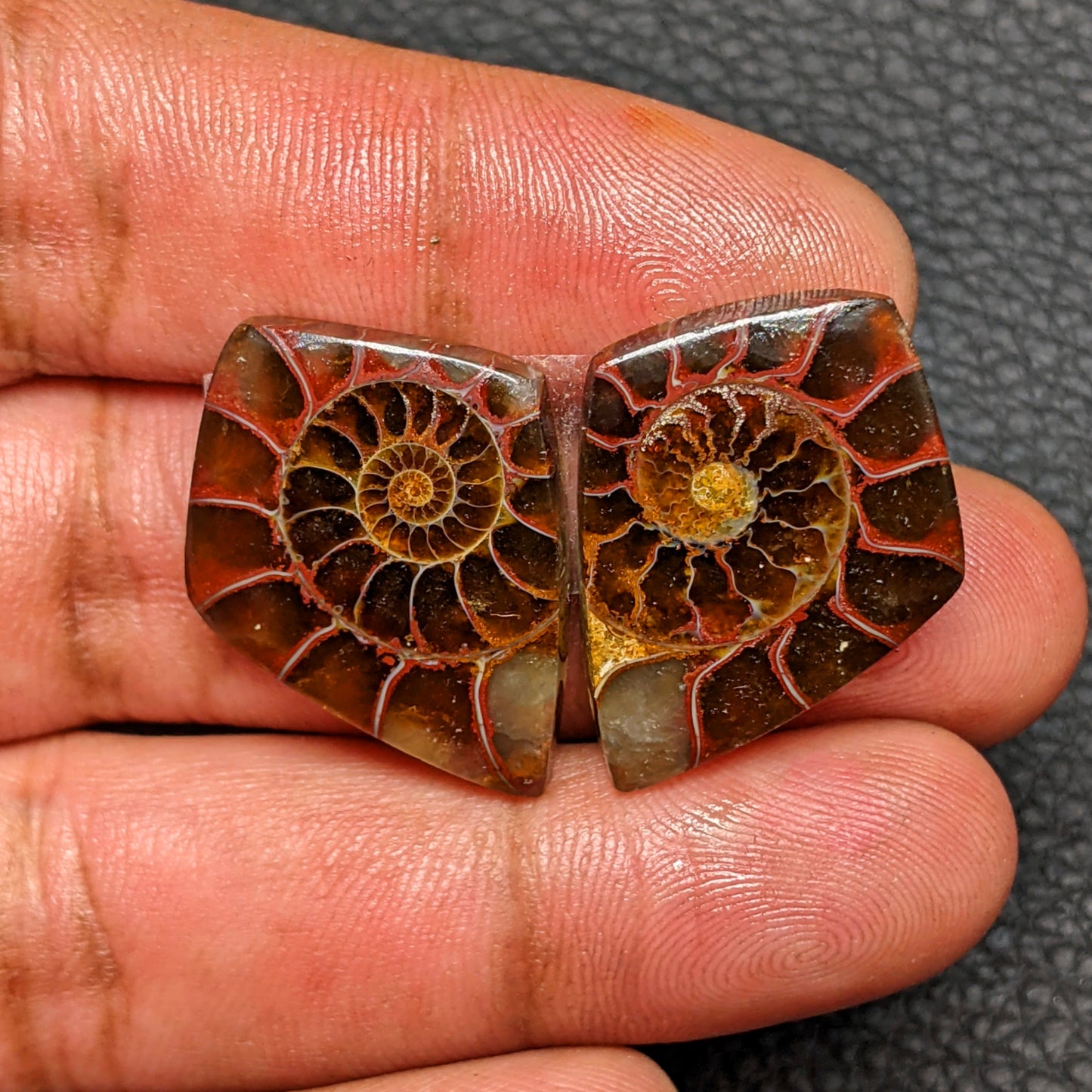 Ammonite Pair