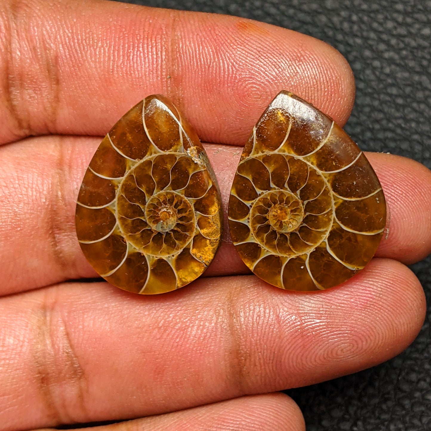 Ammonite Pair