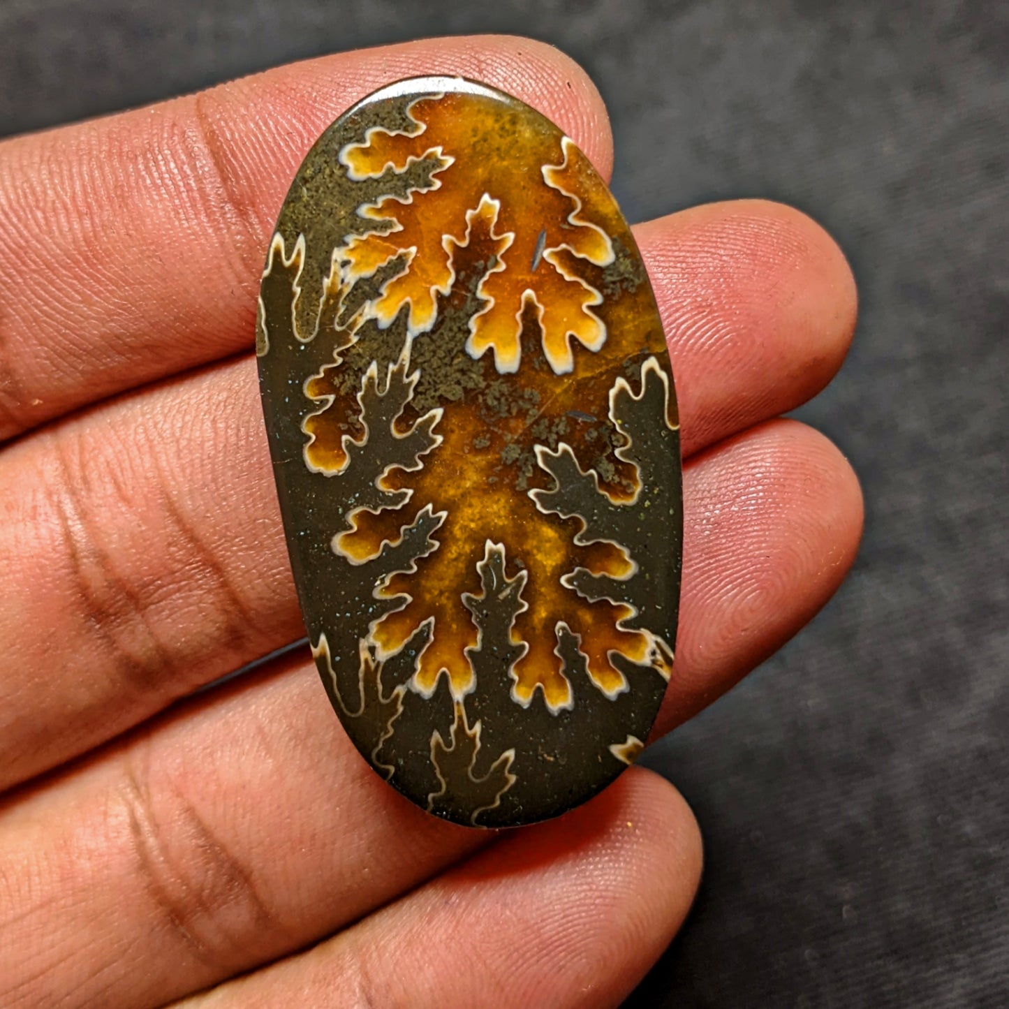 Ammonite ( Suture )