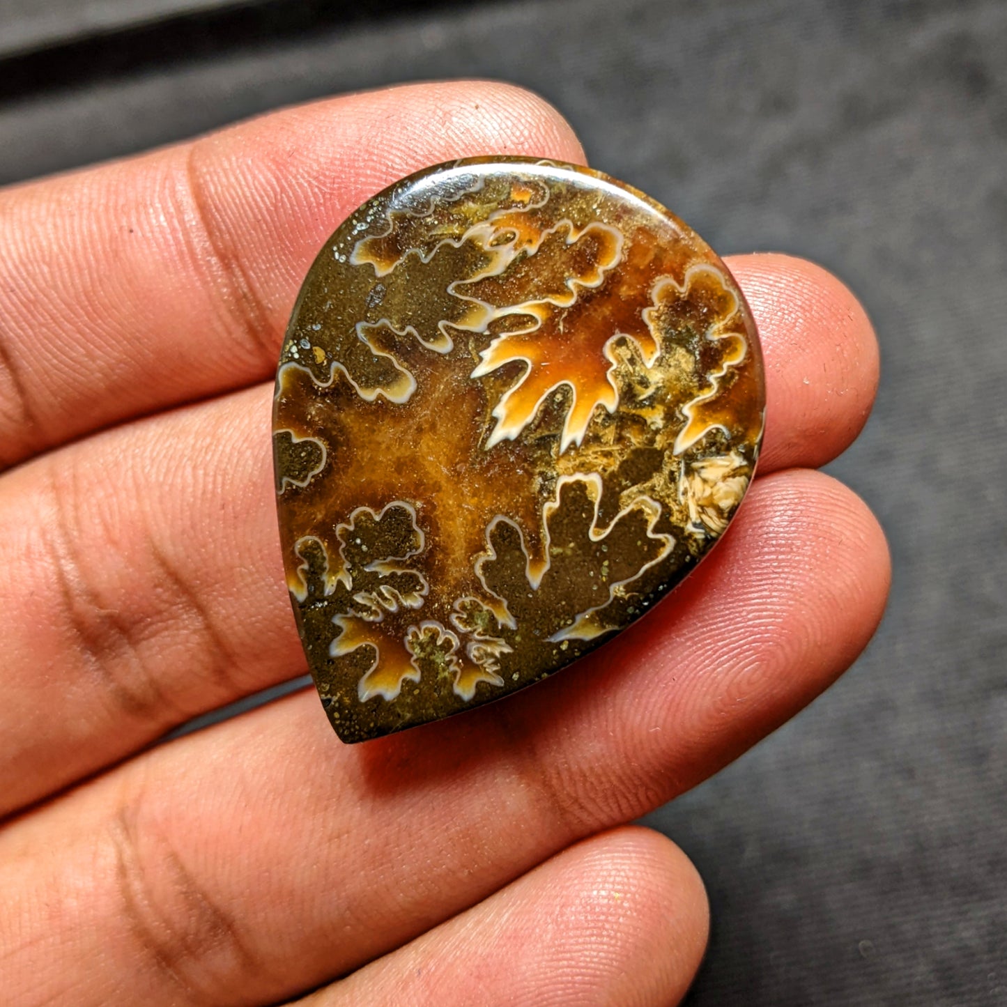 Ammonite ( Suture )