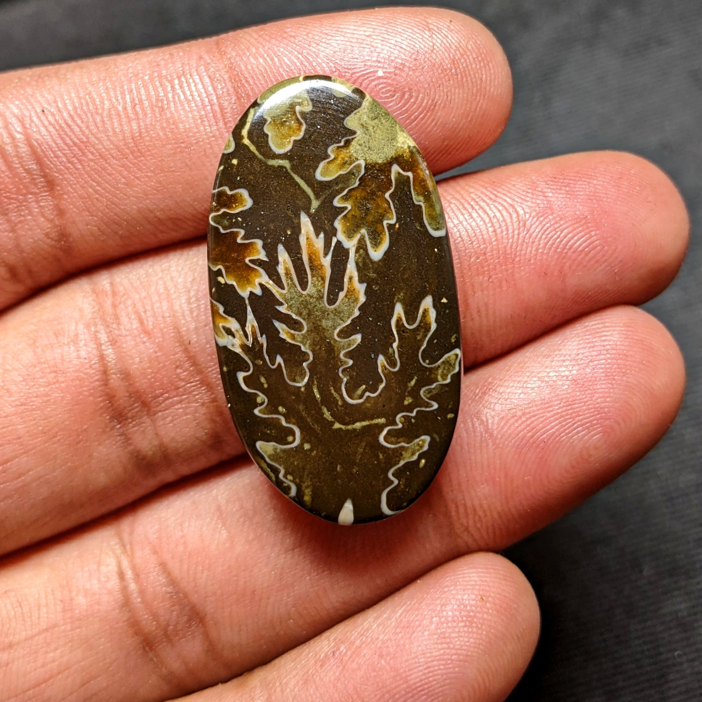 Ammonite ( Suture )
