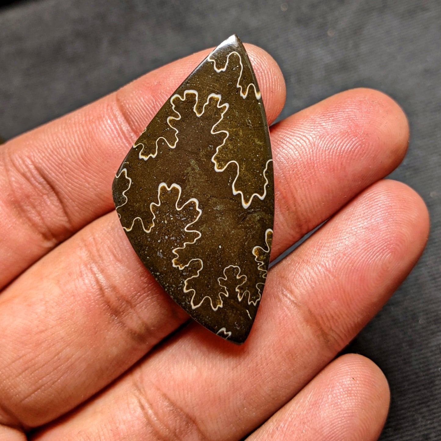 Ammonite ( Suture )