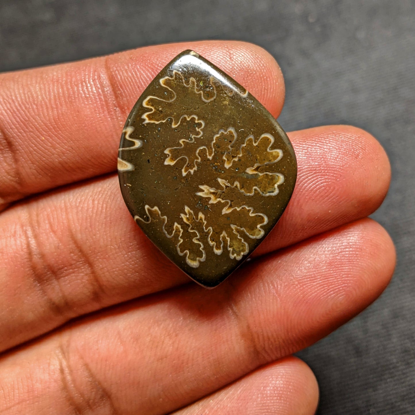 Ammonite ( Suture )