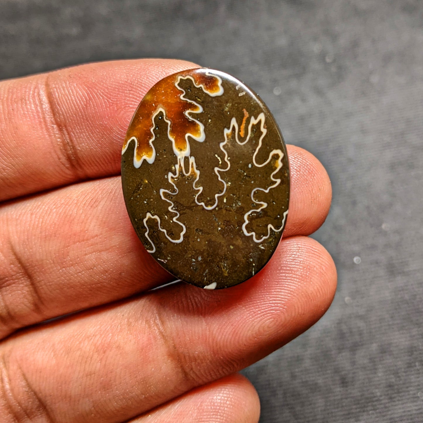 Ammonite ( Suture )