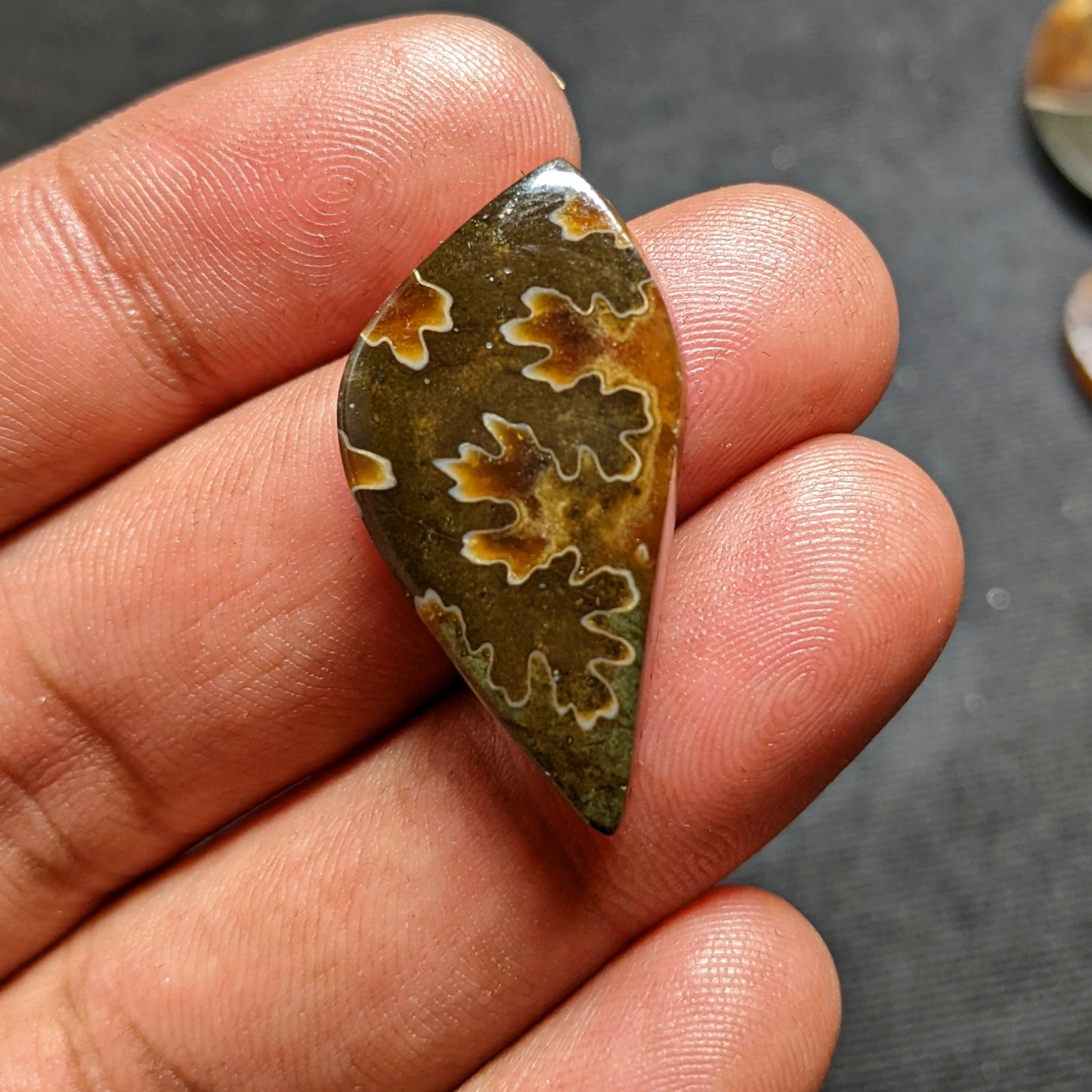 Ammonite ( Suture )