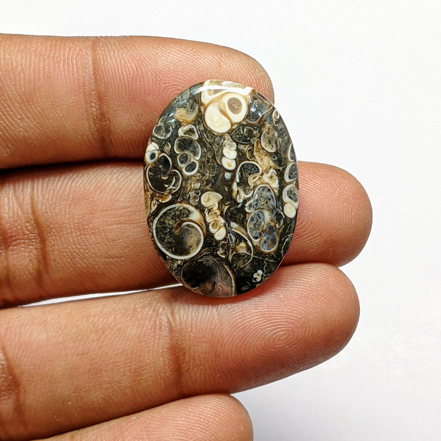 Turritella Agate
