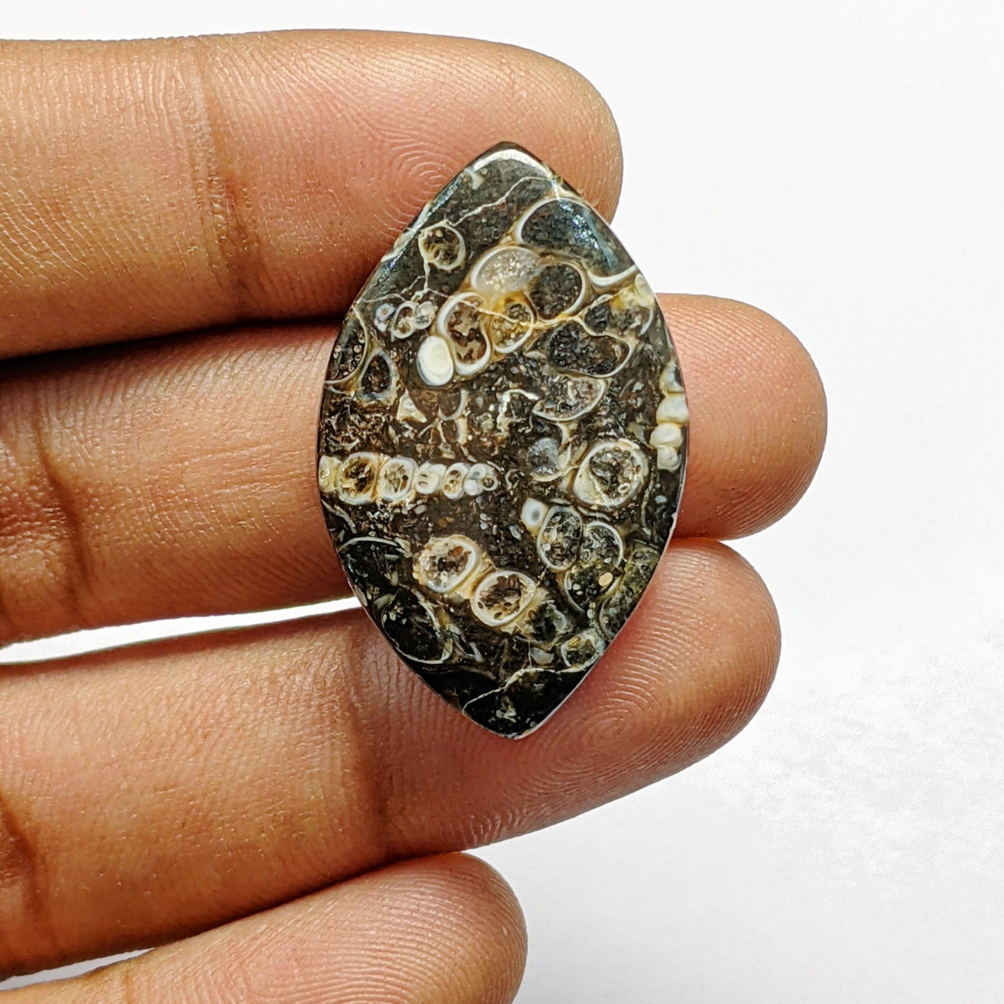 Turritella Agate