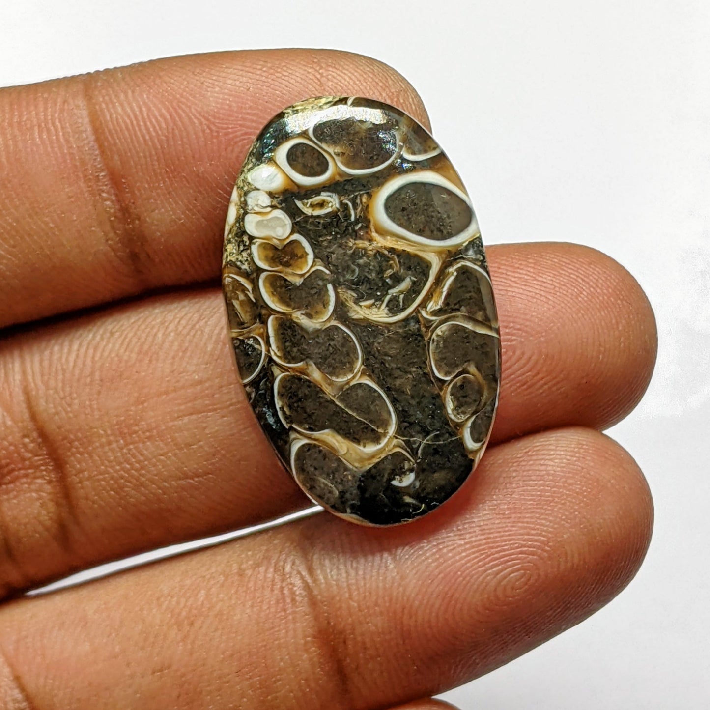 Turritella Agate