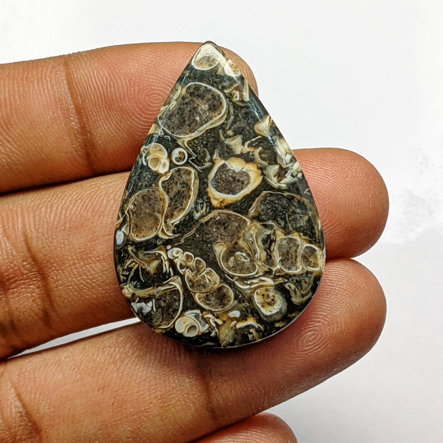 Turritella Agate