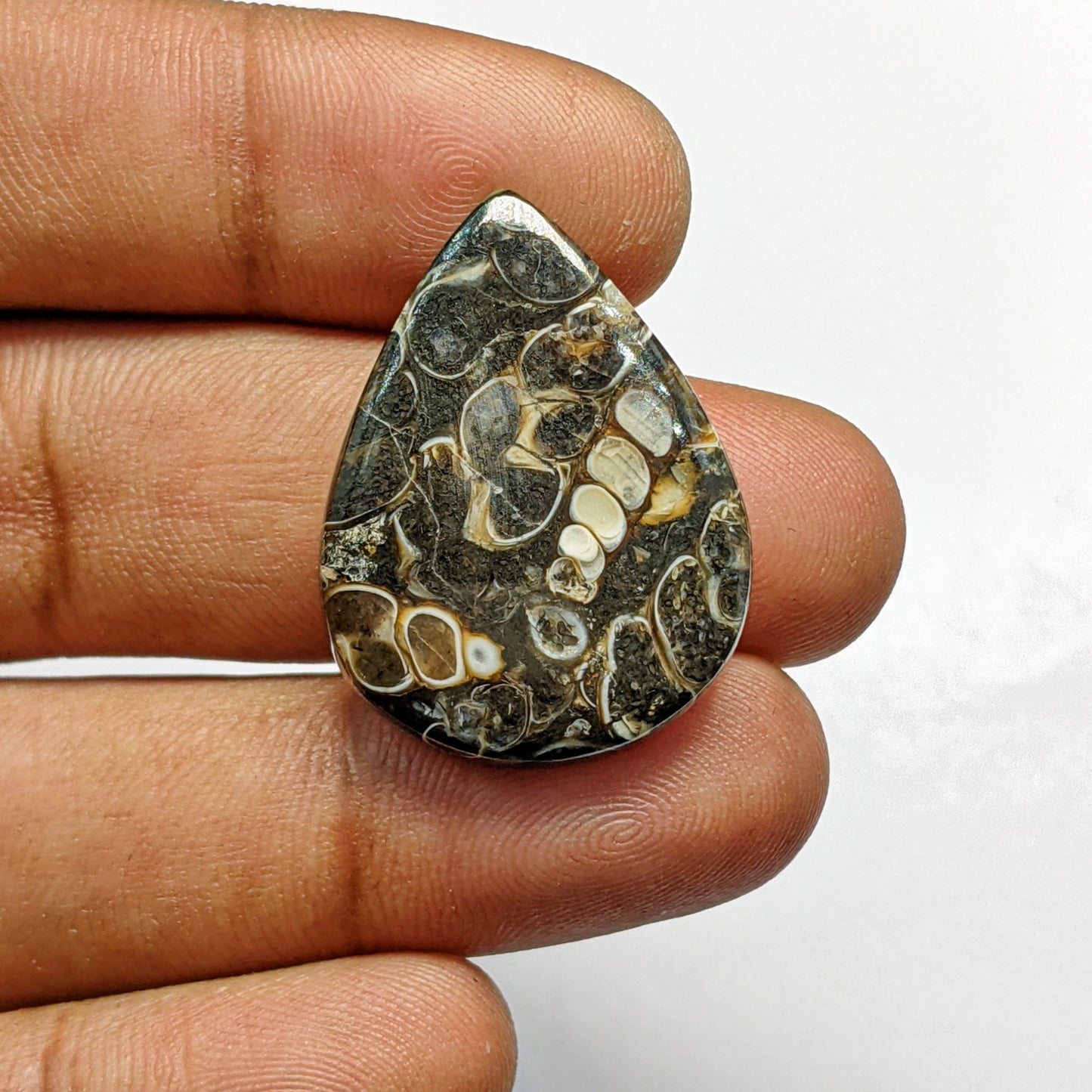 Turritella Agate