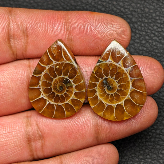 Ammonite Pair