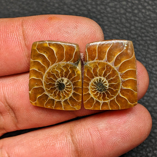 Ammonite Pair