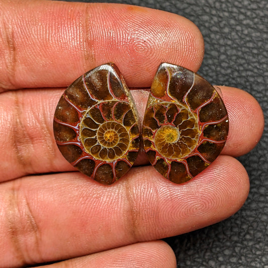 Ammonite Pair