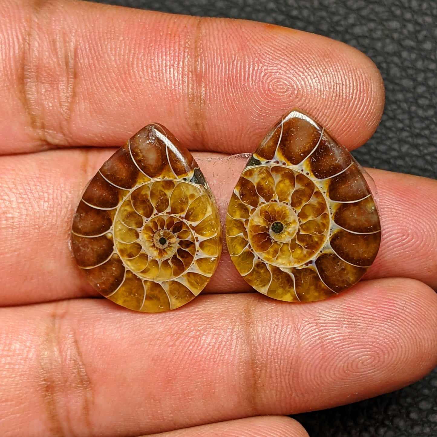 Ammonite Pair