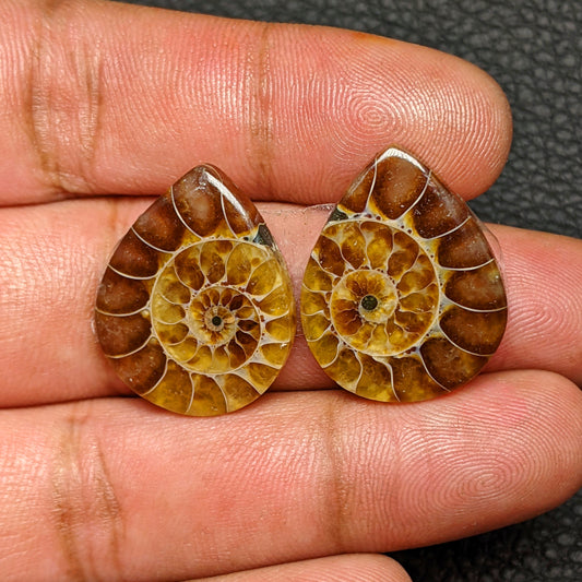 Ammonite Pair