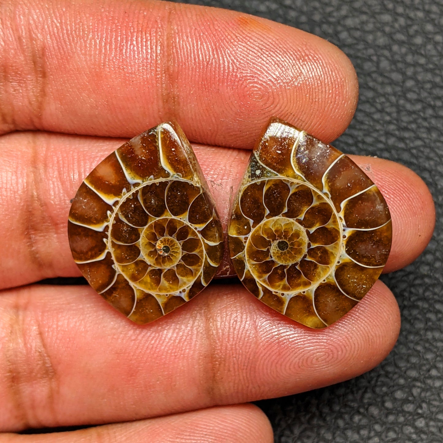 Ammonite Pair