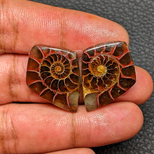 Ammonite Pair