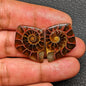 Ammonite Pair