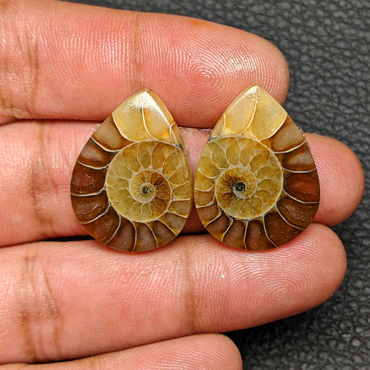 Ammonite Pair