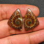 Ammonite Pair