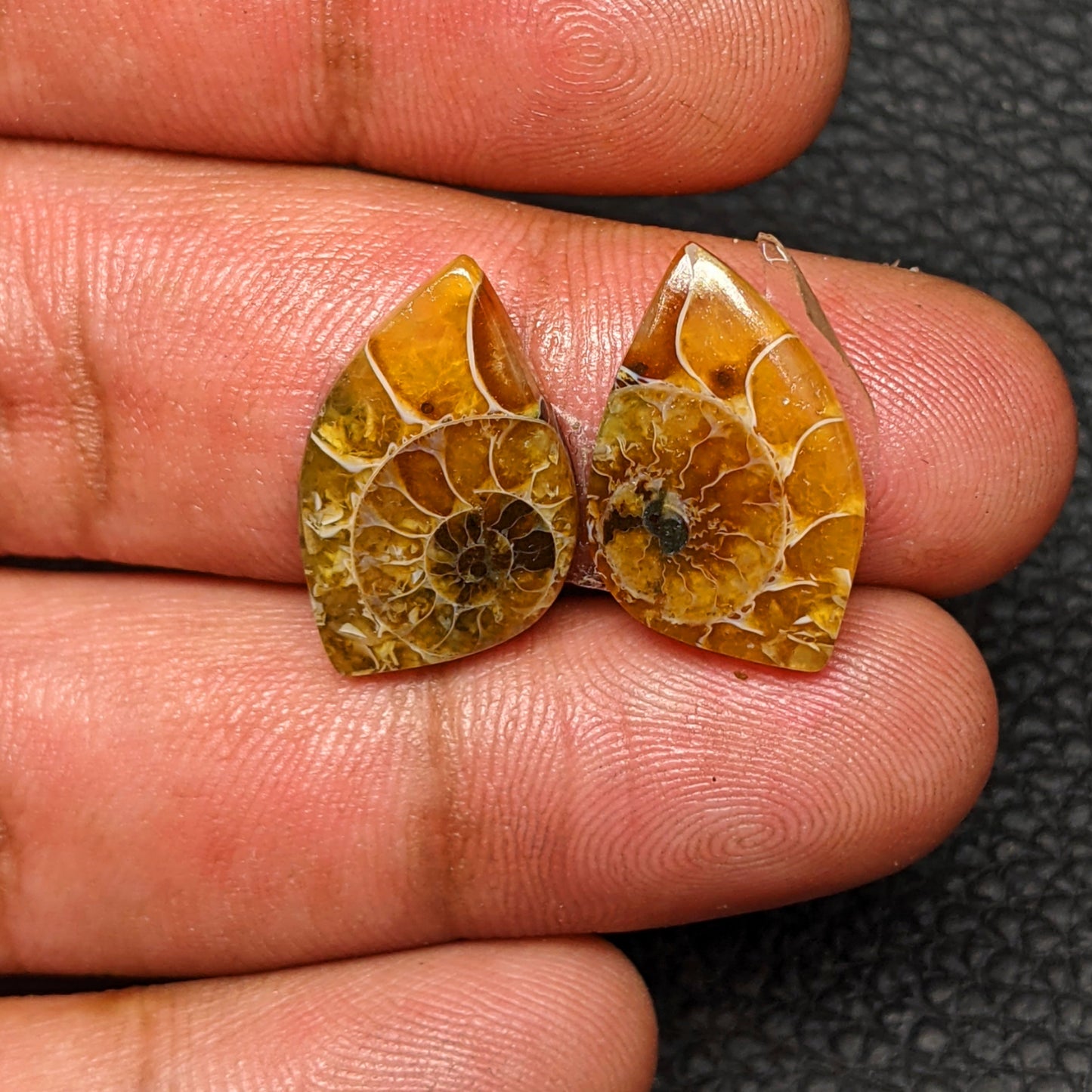 Ammonite Pair