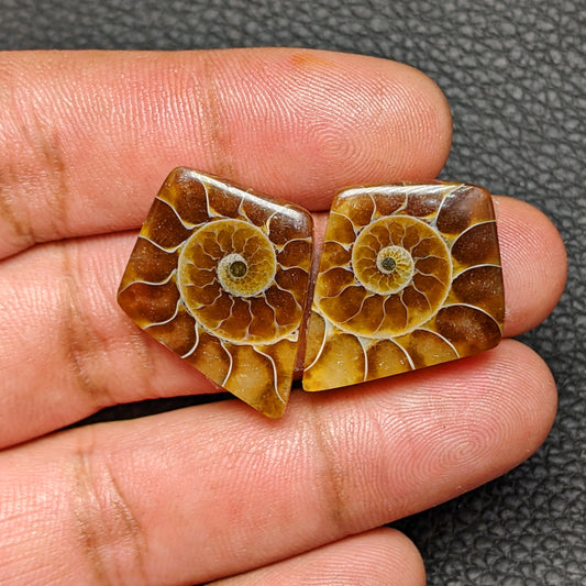 Ammonite Pair