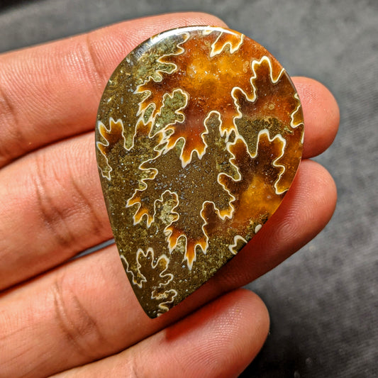 Ammonite ( Suture )