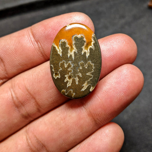Ammonite ( Suture )