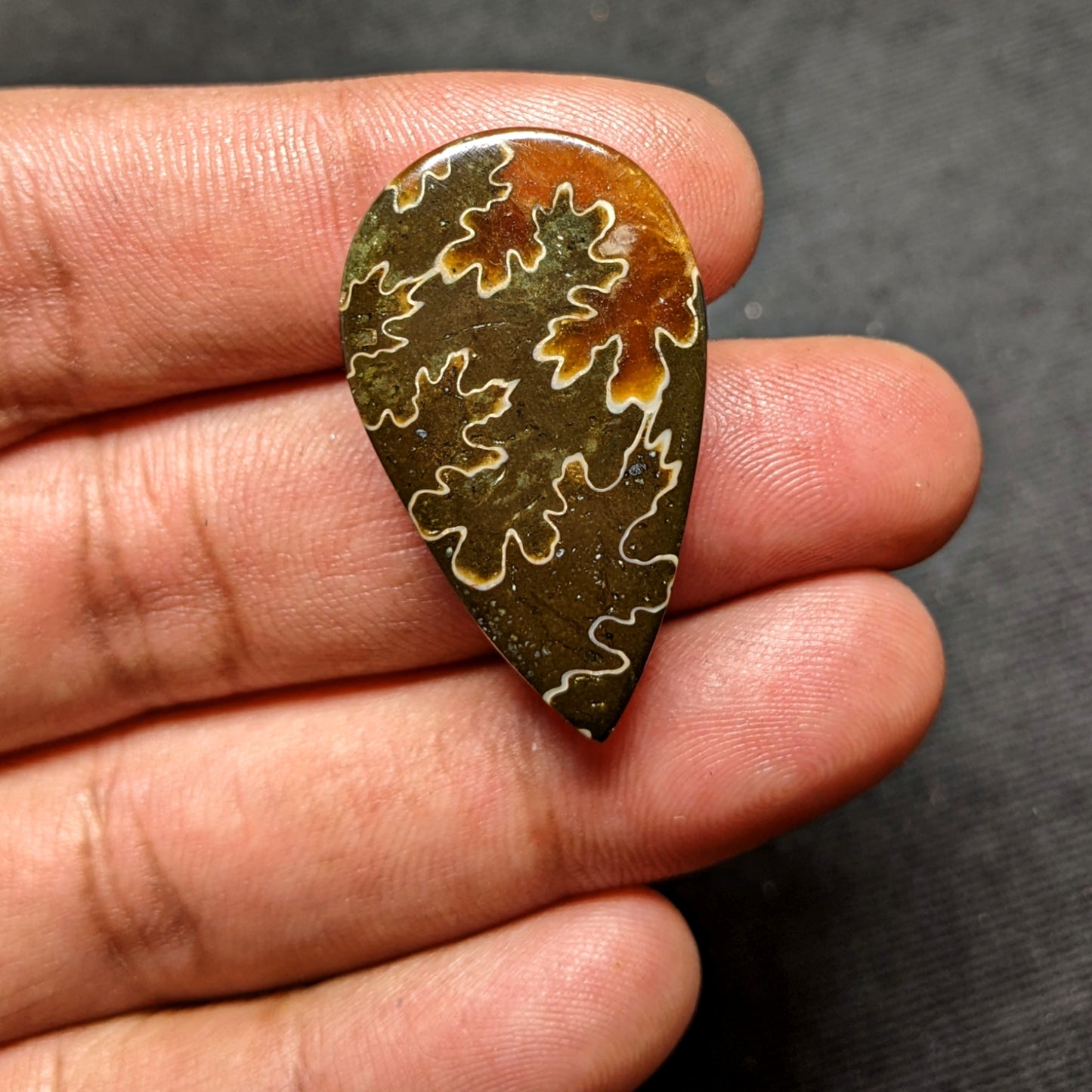 Ammonite ( Suture )
