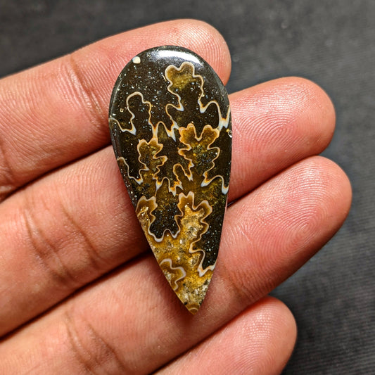 Ammonite ( Suture )