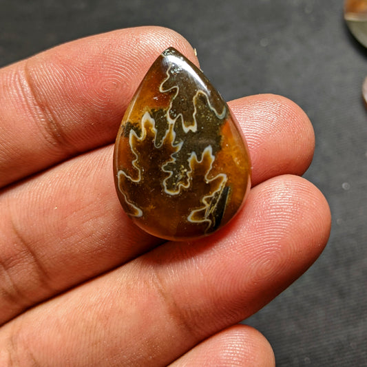 Ammonite ( Suture )