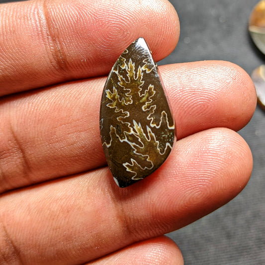 Ammonite ( Suture )