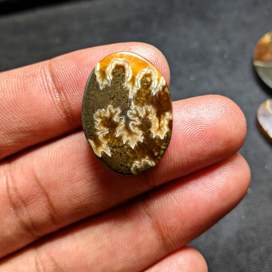 Ammonite ( Suture )