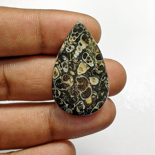 Turritella Agate