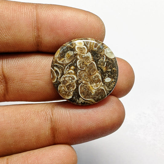 Turritella Agate