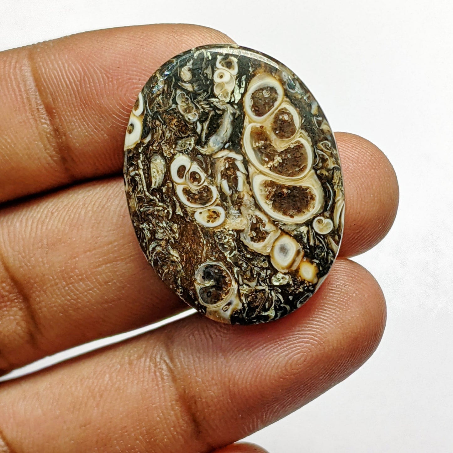 Turritella Agate