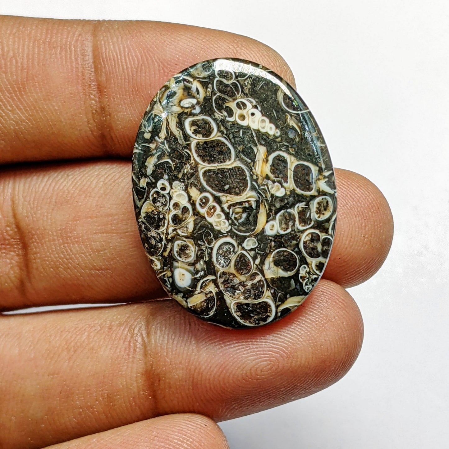 Turritella Agate