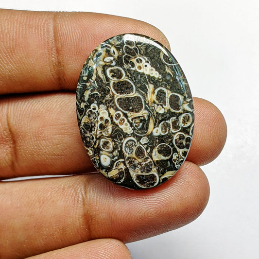 Turritella Agate