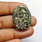 Turritella Agate